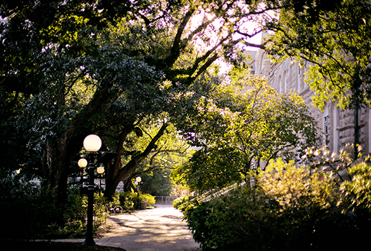 Tree-covered sidewalk near building on Tulane University's campus - Tulane SoPA