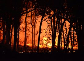 Trees during a forest fire